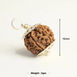 7 Mukhi Nepali Rudraksha - Image 2