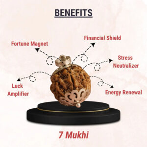 7 Mukhi Nepali Rudraksha - Image 3